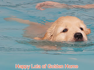 Golden Retriever Welpen of Golden Home H-Wurf/Woche7