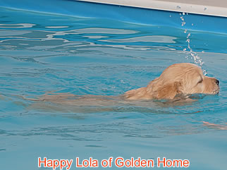 Golden Retriever Welpen of Golden Home H-Wurf/Woche7