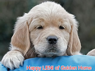 Golden Retriever Welpen of Golden Home H-Wurf/Woche8