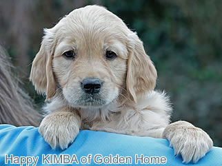 Golden Retriever Welpen of Golden Home H-Wurf/Woche8