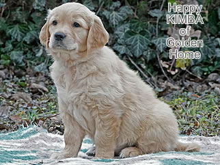 Golden Retriever Welpen of Golden Home H-Wurf/Woche8