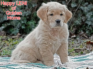 Golden Retriever Welpen of Golden Home H-Wurf/Woche8