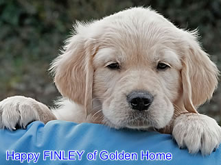 Golden Retriever Welpen of Golden Home H-Wurf/Woche8