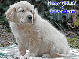 Golden Retriever Welpen of Golden Home H-Wurf/Woche8