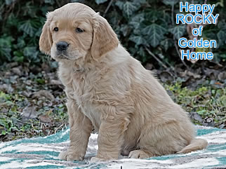 Golden Retriever Welpen of Golden Home H-Wurf/Woche8
