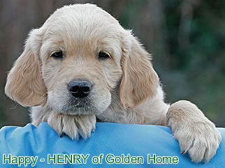 Golden Retriever Welpen of Golden Home H-Wurf/Woche8