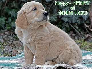Golden Retriever Welpen of Golden Home H-Wurf/Woch8