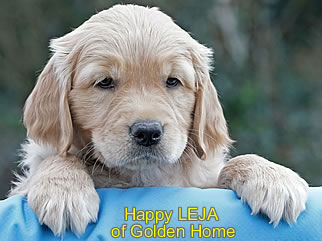 Golden Retriever Welpen of Golden Home H-Wurf/Woche8