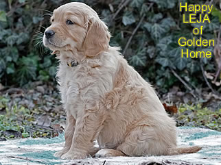 Golden Retriever Welpen of Golden Home H-Wurf/Woche8