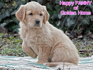 Golden Retriever Welpen of Golden Home H-Wurf/Woche8
