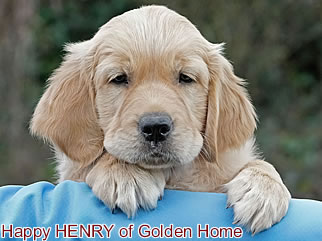 Golden Retriever Welpen of Golden Home H-Wurf/Woche8