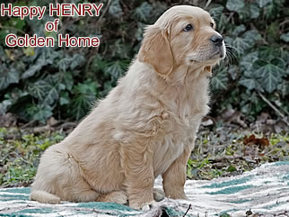Golden Retriever Welpen of Golden Home H-Wurf/Woche8