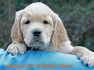 Golden Retriever Welpen of Golden Home H-Wurf/Woche8