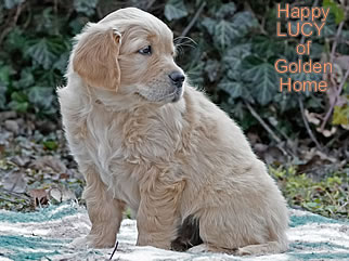 Golden Retriever Welpen of Golden Home H-Wurf/Woche8