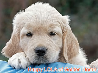 Golden Retriever Welpen of Golden Home H-Wurf/Woche8