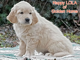Golden Retriever Welpen of Golden Home H-Wurf/Woche8