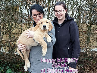 Golden Retriever Welpen of Golden Home H-Wurf/Besitzer