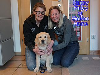 Golden Retriever Welpen of Golden Home H-Wurf/Besitzer