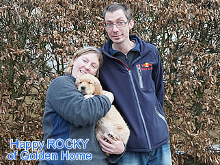 Golden Retriever Welpen of Golden Home H-Wurf/Besitzer