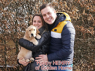 Golden Retriever Welpen of Golden Home H-Wurf/Besitzer